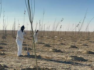 Жылыой жасыл желекке орануда