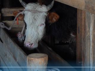 Атырауда «Мал ұрысы» жедел-профилактикалық іс-шарасы басталды