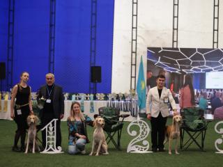 «Kazakh tazy» монотұқымдық көрмесі