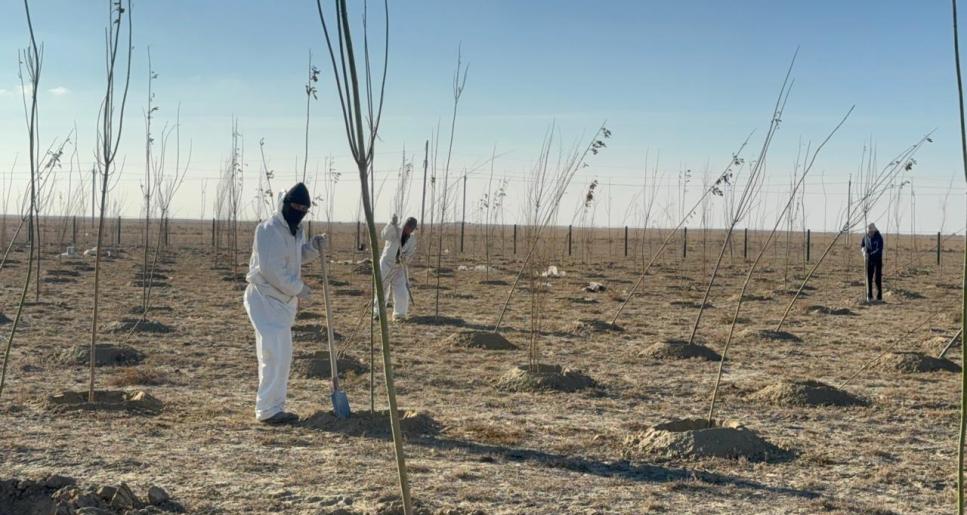 Жылыой жасыл желекке орануда