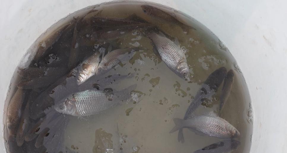 Алмалыда мөңке шабақтары құтқарылды