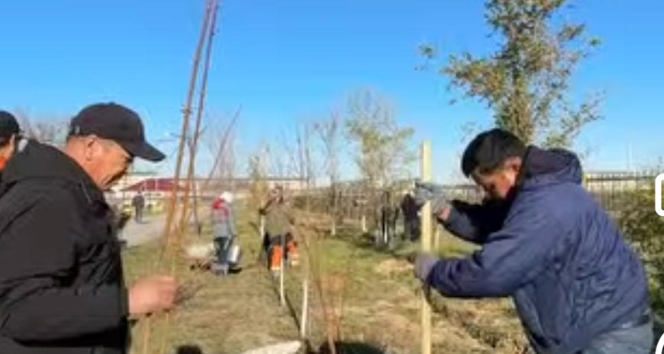 «ТАЗА ҚАЗАҚСТАН» АКЦИЯСЫ АЯСЫНДА ТАЛ ЕГУ ЖҰМЫСТАРЫ ЖАЛҒАСУДА